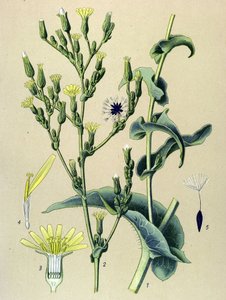 植物板、植物：亚铁生菜或野生生菜（Lactuca virosa） 作者 未知艺术家