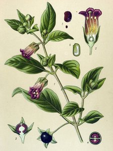 植物板，颠茄植物（Atropa颠茄）