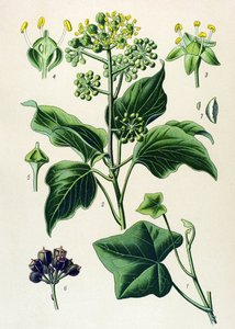 植物板、有毒和药用植物：攀援常春藤或普通常春藤（Hedera helix） 作者 未知艺术家