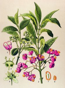 植物板，有毒植物：欧洲木炭（Euonymus europaeus） 作者 未知艺术家