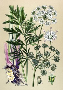 植物板，有毒（有毒）和药用植物：水生铁杉（Cicuta virosa）。 作者 未知艺术家