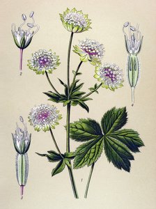 植物板，静脉（有毒）和药用植物：大阿斯特兰斯（Astrantia Major）
