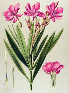 植物板，有毒（有毒）和药用植物：粉红月桂叶（夹竹桃） 作者 Unbekannter Künstler