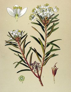 植物板，有毒植物（有毒）：Marsh Ledon (Ledum palustre) 作者 未知艺术家
