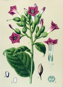 植物板，有毒植物（有毒）：观赏烟草（Nicotiana tabacum） 作者 未知艺术家