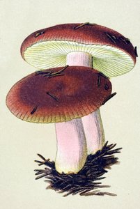 含有有毒真菌（静脉）的植物板：催吐红菇（Russula emetica） 作者 未知艺术家
