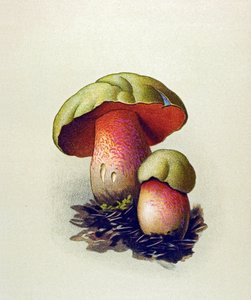含有有毒真菌（静脉）的植物板：狼牛肝菌（Boletus lupinus） 作者 未知艺术家