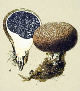 有毒真菌（静脉）植物板：普通硬皮病（Scleroderma vulgare） 作者 未知艺术家