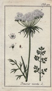 植物学：胡萝卜花 - 胡萝卜的花和叶，Daucus carota。B. Thanner 根据 Johannes Zorn 的 "Icons plantarum medicinalium "绘制的手工彩色铜版画，德国 作者 未知艺术家