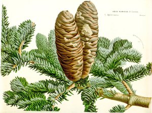 植物插图 / Abies numidica / 阿尔及利亚冷杉 / Numidie fir 作者 不明