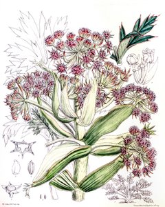 植物学插图/Aciphylla latifolia/Anisotome latifolia/Broad Aciphyll 作者 不明