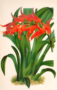 植物插图/Ada aurantiaca 作者 不明