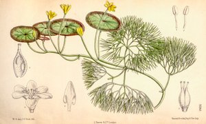 植物学插图/Cabomba aquatica 作者 不明