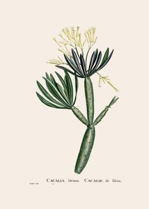 植物学插图/Redoubt/Senecio kleinia/Senecon 作者 未知艺术家