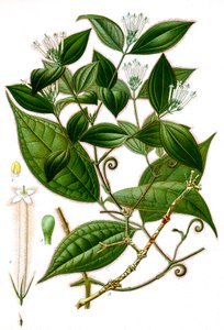 植物学插图/Strychnos toxifera/Curare 作者 不明