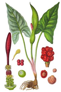 植物图版：药用植物旱金莲（野生旱金莲或大叶旱金莲），历史悠久的彩色石版画 作者 未知艺术家
