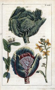 植物学：卷心菜、卷心菜、芸苔属卷心菜、花 172 和叶 173、红卷心菜、红芸苔属卷心菜 作者 未知艺术家