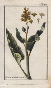 植物学：大黄叶 - 大黄叶，Rheum rhabarbarum。B. Thanner 根据 Johannes Zorn 的 "Icons plantarum medicinalium "绘制的手工彩色铜版画，德国 作者 未知艺术家