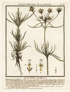 分枝车前草，Plantago indica。 作者 未知艺术家