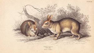 巴西兔，Sylvilagus brasiliensis (Lepus tapeti)。来自柏林博物馆的标本。利扎斯根据查尔斯-汉密尔顿-史密斯（Charles Hamilton Smith）的插图绘制的手绘钢版画，出自爱丁堡威廉-怡和的博物学家图书馆。 作者 未知艺术家