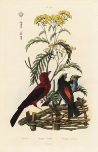 巴西唐雀、Ramphocelus bresilius 和天堂唐雀、Tangara chilensis 作者 不明