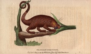 布列斯特史诗猪（Coendou prehensilis），热带品系的半野生美洲史诗猪，其尾巴可伸缩，能爬树。托马斯-彭南特（1726-1798 年）绘制。自然学家袖珍杂志》或《自然学家全集》中的石版画。 作者 未知艺术家
