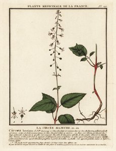 阔叶仙人掌，Circaea lutetiana。 作者 未知艺术家
