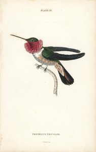 宽尾蜂鸟 Selasphorus platycercus（三色蜂鸟 Trochilus tricolor）。William Lizars 手工绘制的彩色钢板雕刻，选自 William Jardine 爵士的《博物学家图书馆》：鸟类学：蜂鸟》第 2 卷，爱丁堡，W.H. Lizars 著。 作者 未知艺术家