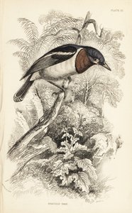 褐喉鸻，Platysteira cyanea (Show tody, Platystera lobata)。威廉-利扎斯根据威廉-斯温森（William Swainson）在威廉-怡和爵士的《博物学家图书馆》中所绘插图绘制的手绘钢版画：鸟类学：爱丁堡，W.H. Jardine 爵士的《博物学家图书馆：鸟类学：捕蝇鸟》中的威廉-斯温森的插图。 作者 未知艺术家