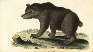 棕熊，Ursus arctos.，1800 年（雕刻） 作者 未知艺术家