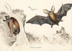 棕色长耳蝠或普通长耳蝠。Georg Friedrich Treitschke 的自然历史画廊，Naturhistorischer Bildersaal des Thierreiches，Liepzig-1842。 作者 未知艺术家