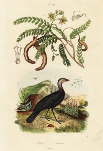 灌木火鸡和罗望子，1834-1839 年（雕刻） 作者 未知艺术家