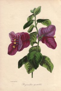 Buginvillaea spectabilis（La bougainvillee 或 bougainvillee）。塞缪尔-霍尔登为约瑟夫-帕克斯顿爵士绘制的手绘彩色石版画，刊登在伦敦 W.S. Orr 出版的《植物学杂志》上。 作者 Unbekannter Künstler