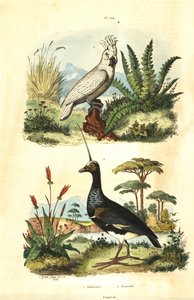 Cacatua galerita、Sulphur-creded Cockatoo 和有角的尖叫鸟 Anhima cornuta Kakatoes et kamichi 作者 不明