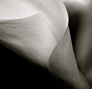 铃兰花，2015（黑白照片） 作者 未知艺术家