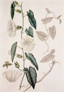 鞘膜积液/卷叶积液/绿篱垫草 作者 Unbekannt