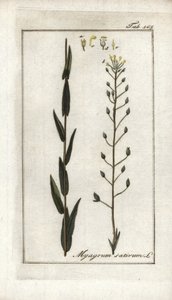 Cameline 或亚麻籽或德国芝麻（Camelina sativa）。约翰内斯-佐恩（1739-1799 年）"Afbeelding der Artseny-Gewassen "中的石版画，荷兰 作者 未知艺术家