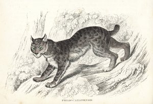 加拿大猞猁（Felis canadensis）。Georg Friedrich Treitschke 的自然历史画廊，Naturhistorischer Bildersaal des Thierreiches，Liepzig-1842 手工彩色石版画。 作者 未知艺术家