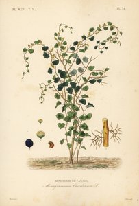 加拿大月季或黄花楹，Menispermum canadense，Menisperme du Canada 作者 不明