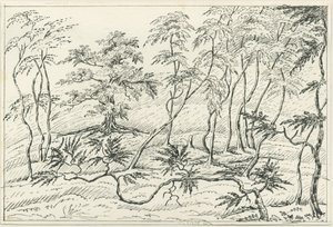 Cannock Chase：钢笔和铅笔素描，nd [？19th cent] 作者 不明