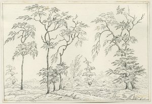 Cannock Chase：钢笔和铅笔素描，nd [？19th cent] 作者 不明