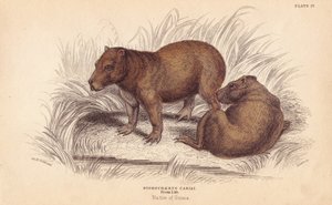 水豚（Hydrochoerus hydrochaeris (Hydrochaerus cabiai)）。利扎斯根据查尔斯-汉密尔顿-史密斯（Charles Hamilton Smith）的插图绘制的手绘钢版画，出自爱丁堡威廉-怡和的《博物学家图书馆》。 作者 未知艺术家