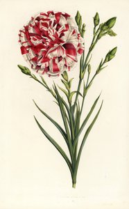康乃馨杂交种，路易-拿破仑，石竹。手绘石版画，选自 Louis van Houtte 和 Charles Lemaire 的《欧洲花园和暖房的花》，Flore des Serres et des Jardins de l