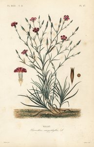 康乃馨或丁香粉，石竹花，欧阳花 作者 不明