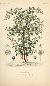 Cat greenbriar or catbriar, Smilax glauca, Smilax sarsaparilla, Salsepareille, Debray根据Edouard Maubert的植物学插图进行的手绘钢版画，来自Pierre Oscar Reveil, A 作者 不明
