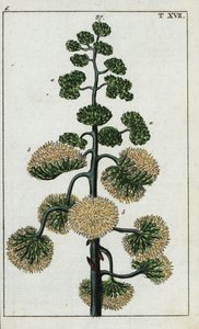 世纪植物，美洲龙舌兰。 作者 未知艺术家
