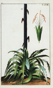 世纪植物，龙舌兰。 作者 未知艺术家