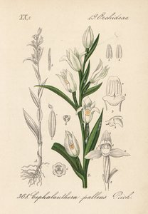 Cephalanthere has epe or long-leaved - 剑叶鹤望兰，Cephalanthera longifolia (Cephalanthera pallens)。Diederich von Schlechtendal 的《德国植物志》中的手工彩色石版画，耶拿 作者 未知艺术家