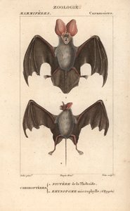 Cheiroptere（chiroptere）：Thebaide 的nyctere 和埃及的 rhynopome microphyll - Eau forte，作者 Jean Gabriel Pretre（1780-1845 年），由 Carnonkel 刻版，为 Frederic Cuvier 编著、Pierre Jean Francois Tu 编辑的《自然科学词典：哺乳动物》所作。 作者 未知艺术家