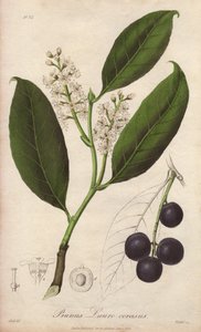 樱桃月桂或月桂杏或月桂pame或trebizonde月桂（Prunus Lauro-cerasus）--威廉-克拉克为约翰-斯蒂芬森和詹姆斯-莫尔斯的《医学植物学，伦敦、爱丁堡和都柏林药用植物描述》绘制的地形图 作者 未知艺术家
